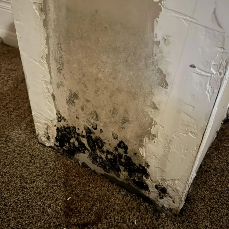 Professional Mold Removal in Unionville, GA